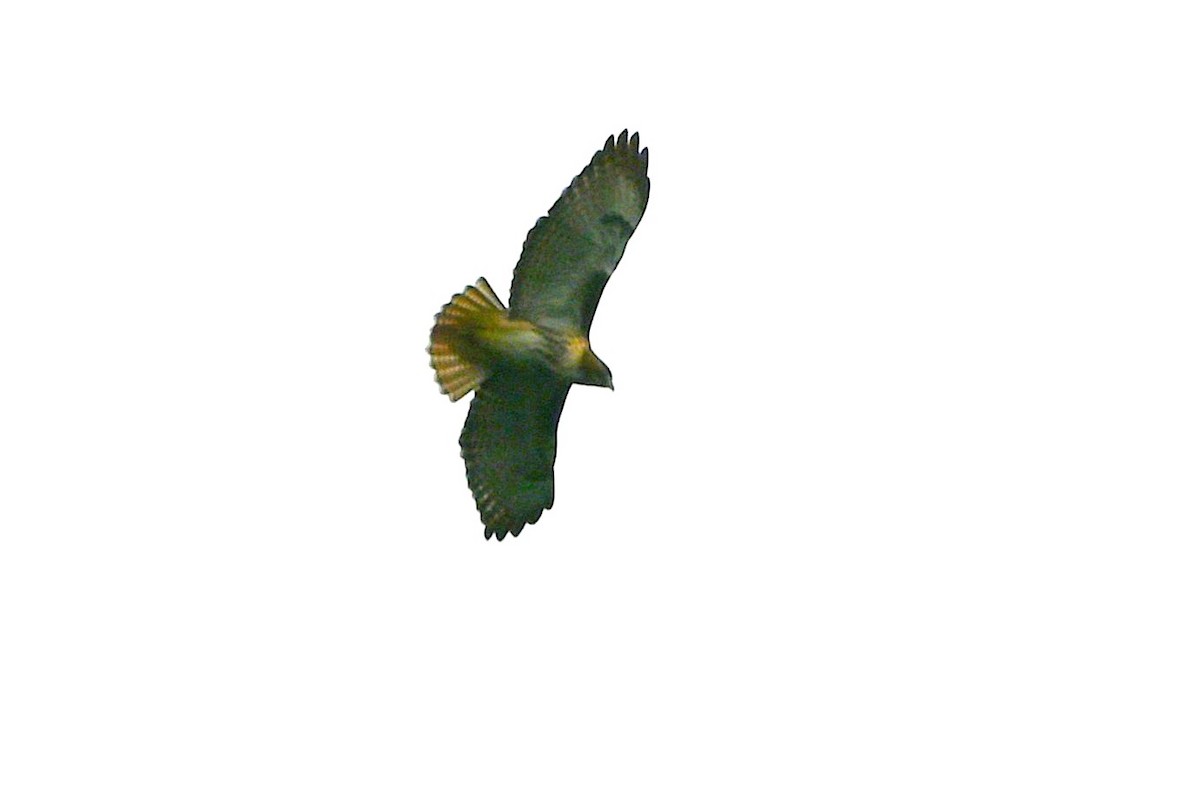 Red-tailed Hawk - ML646498696