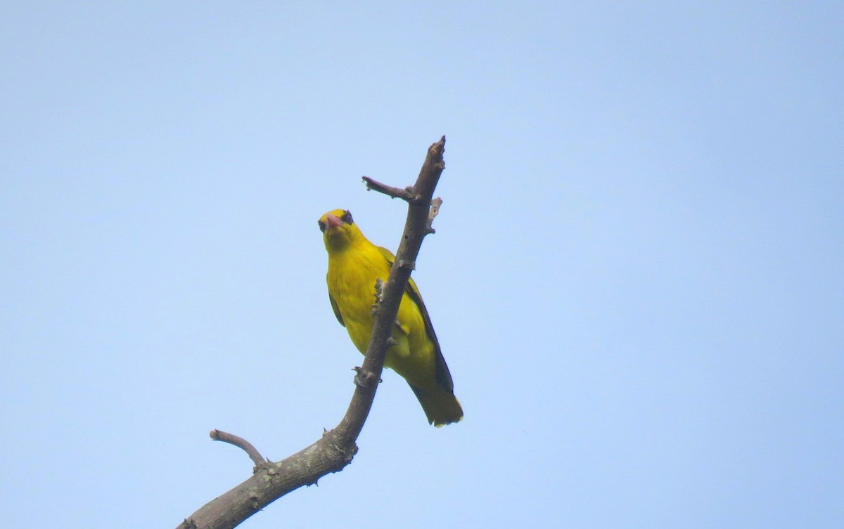 Black-naped Oriole - ML646498699