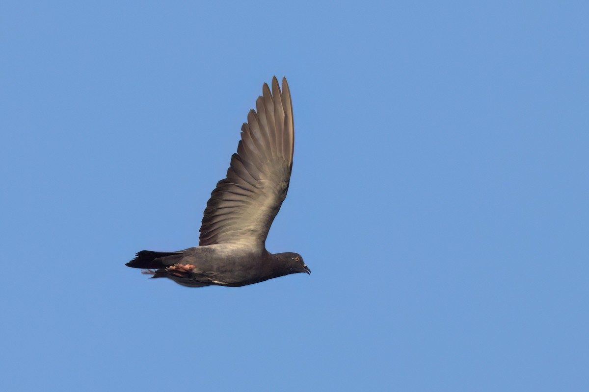 Rock Pigeon (Feral Pigeon) - ML646498700