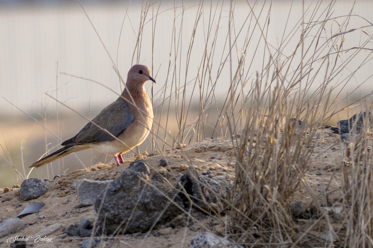 Laughing Dove - ML646498702