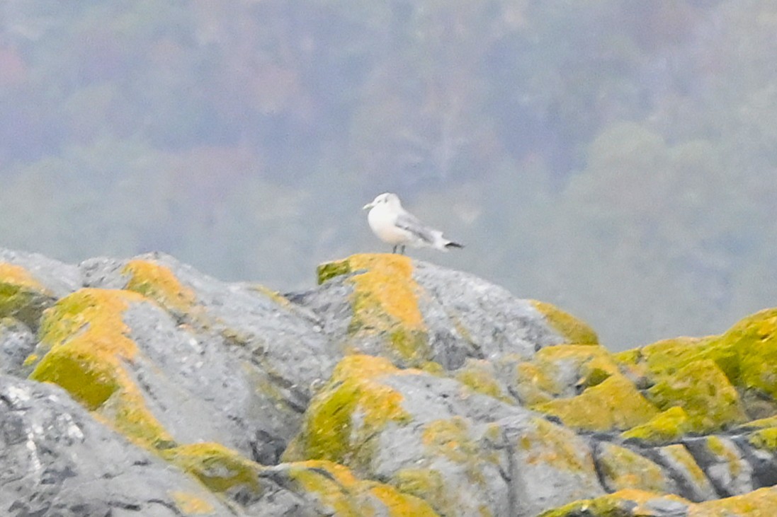 krykkje - ML646498703