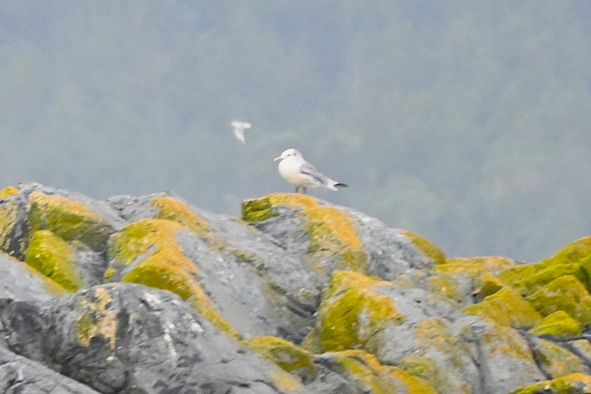 Моевка - ML646498706