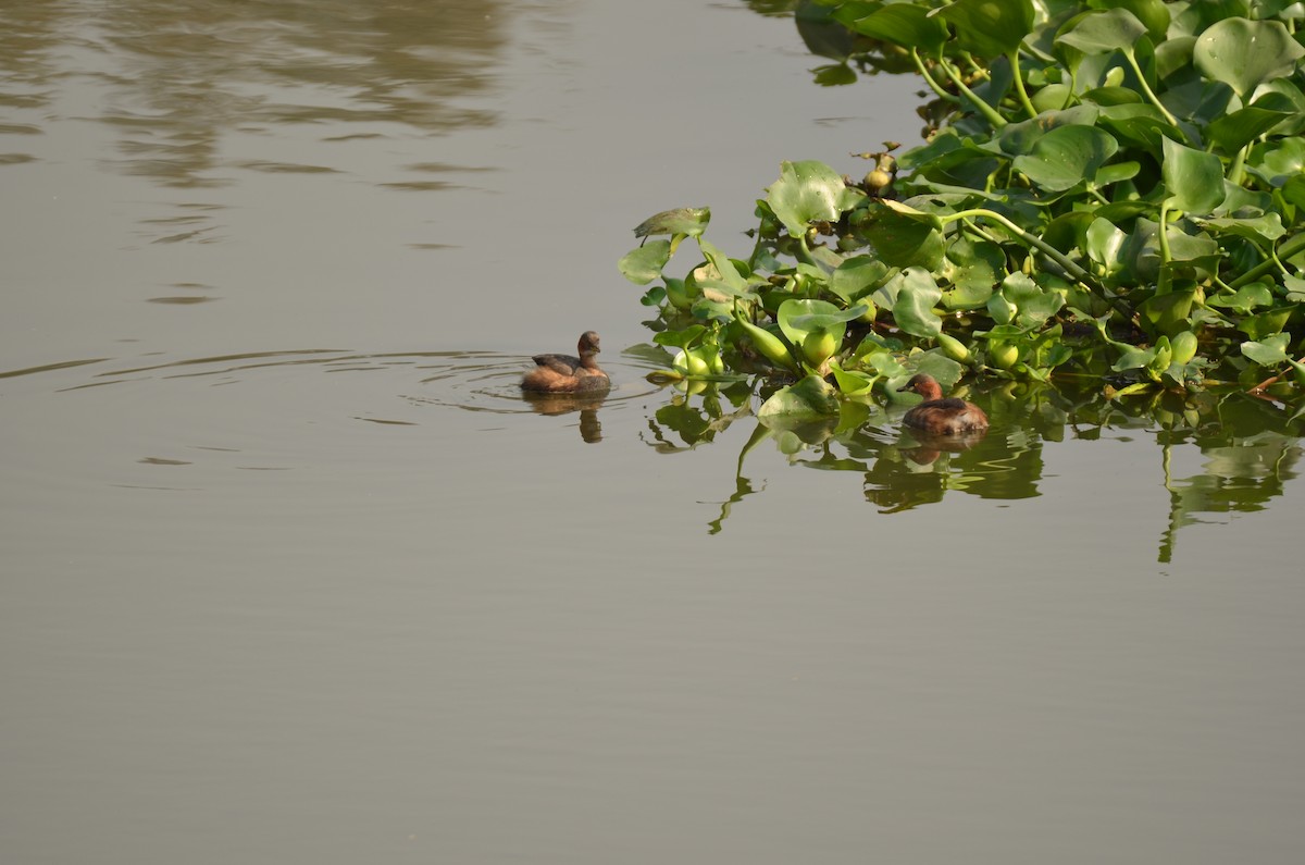 Little Grebe - ML646498707