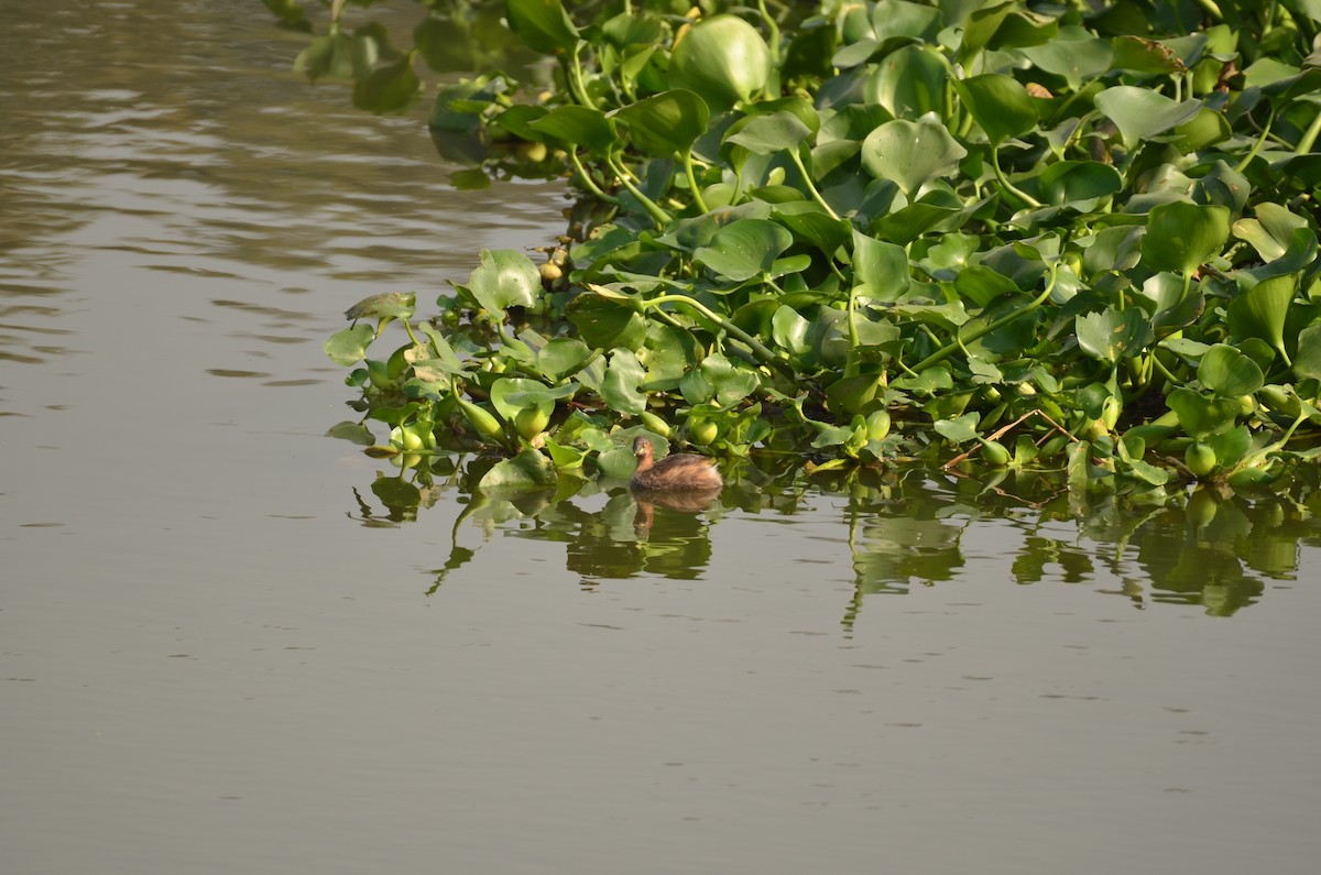 Little Grebe - ML646498708