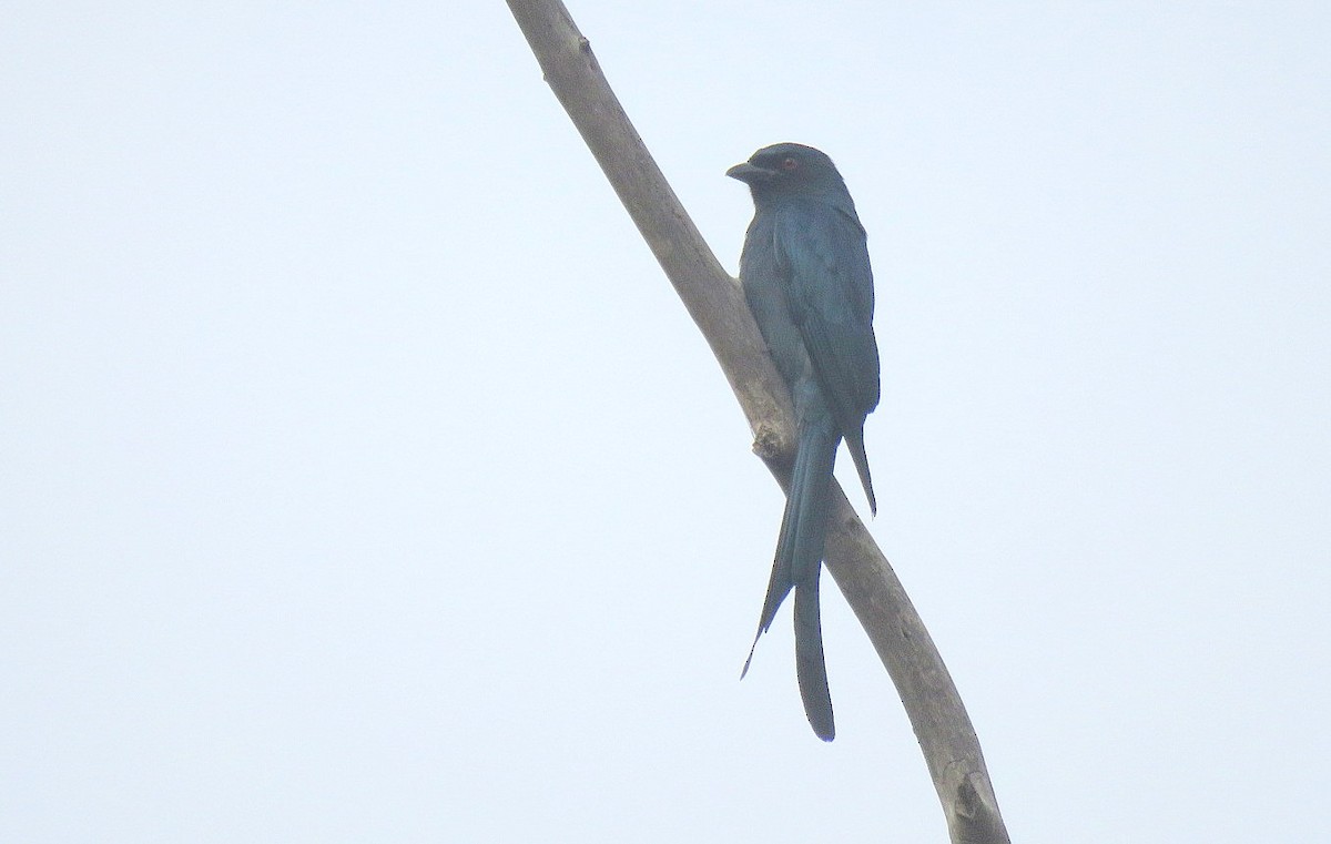 Ashy Drongo - ML646498713