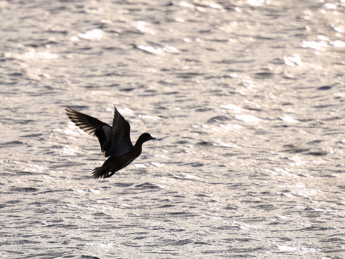 American Wigeon - ML646498715