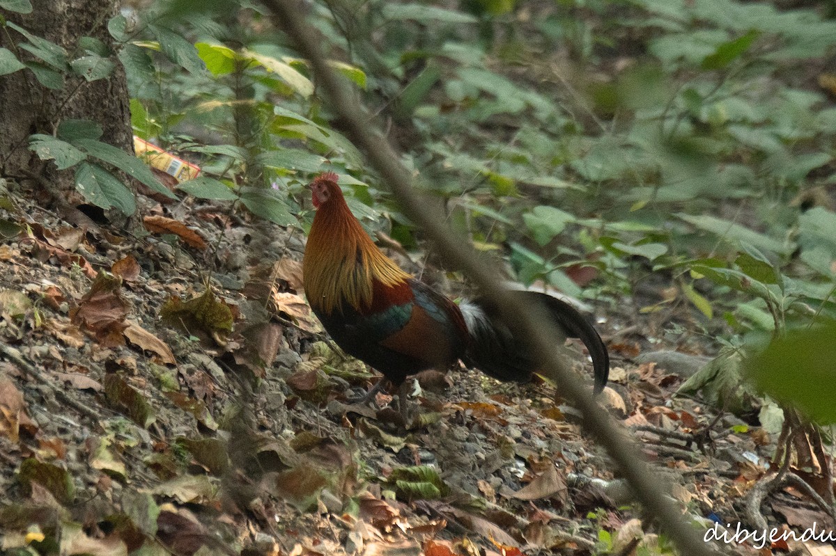 紅原雞 - ML646498721