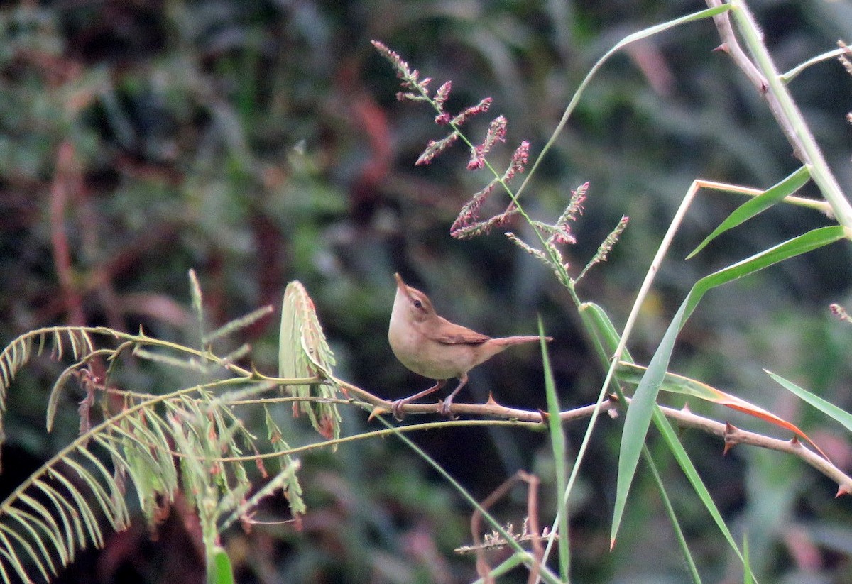 Blyth's Reed Warbler - ML646498722