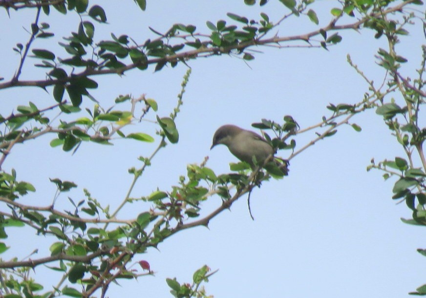 Lesser Whitethroat - ML646498737