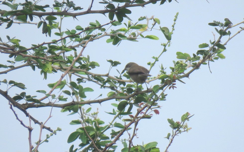 Lesser Whitethroat - ML646498738