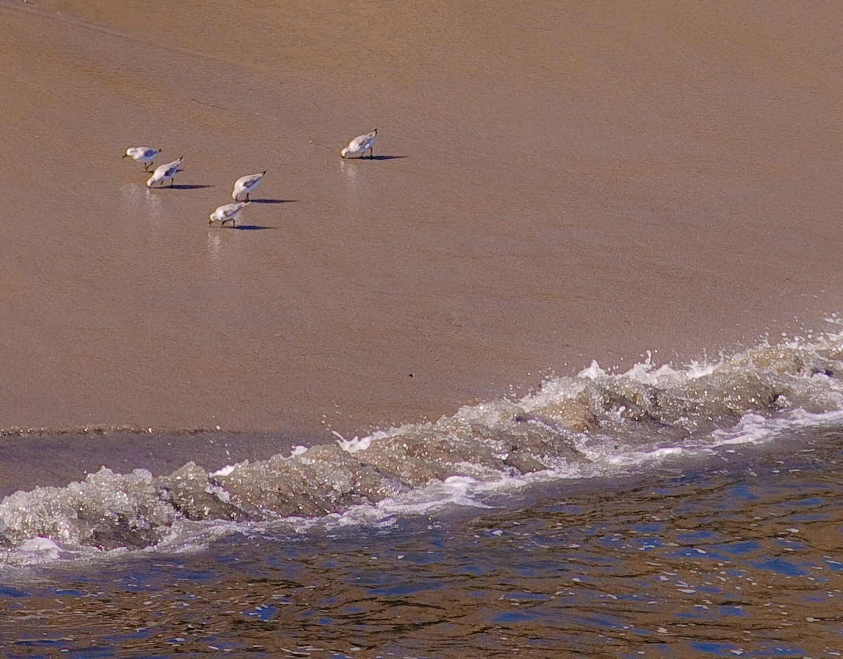 Txirri zuria - ML646498739