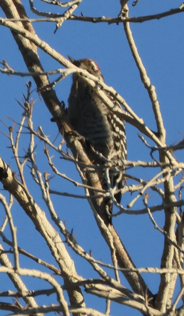 Ladder-backed Woodpecker - ML646498743