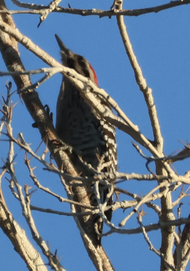Ladder-backed Woodpecker - ML646498744