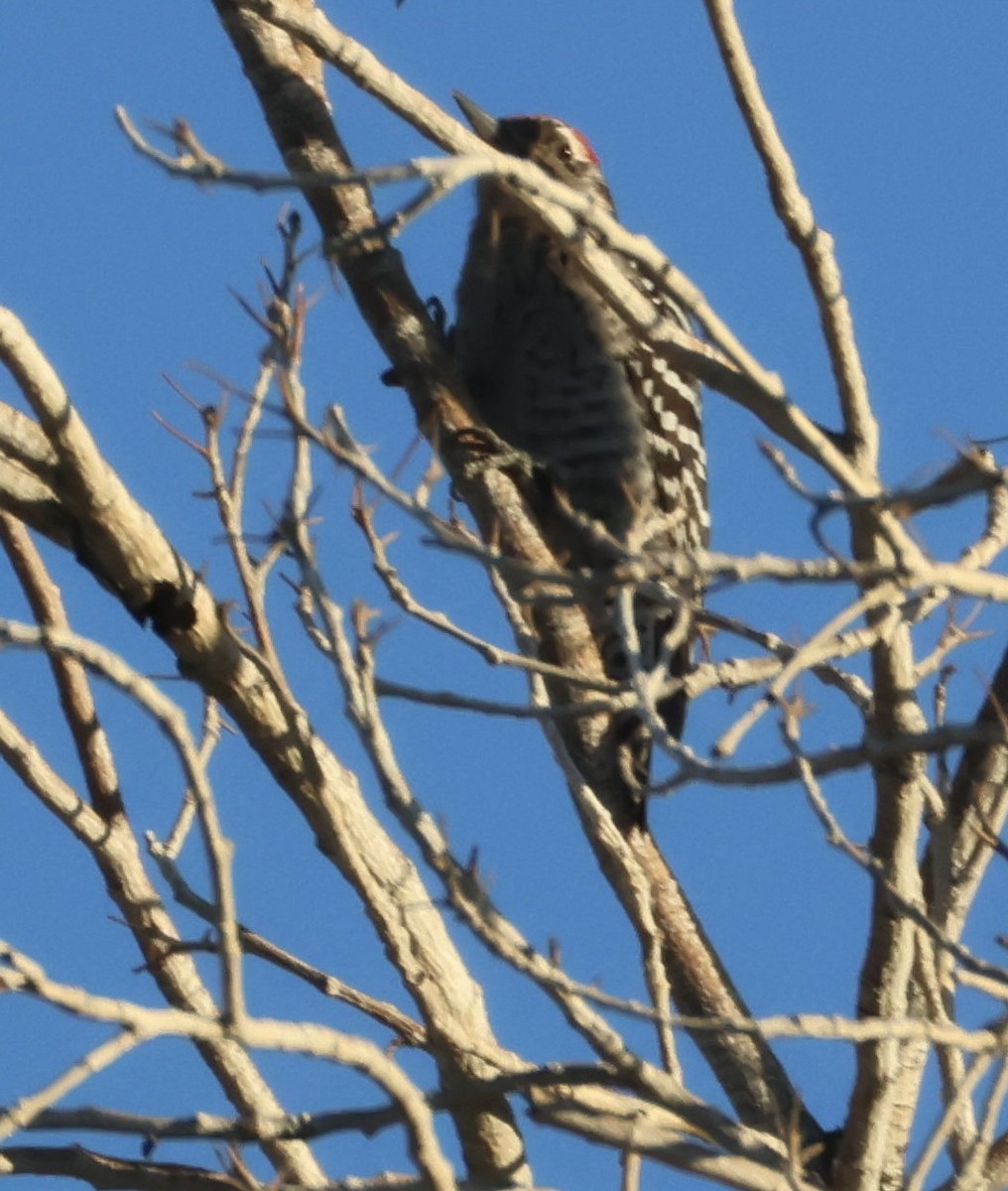 Ladder-backed Woodpecker - ML646498745