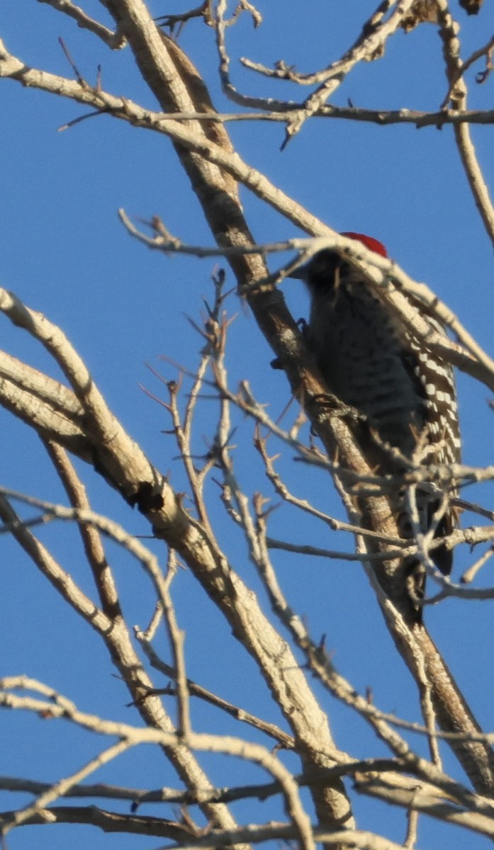 Ladder-backed Woodpecker - ML646498746