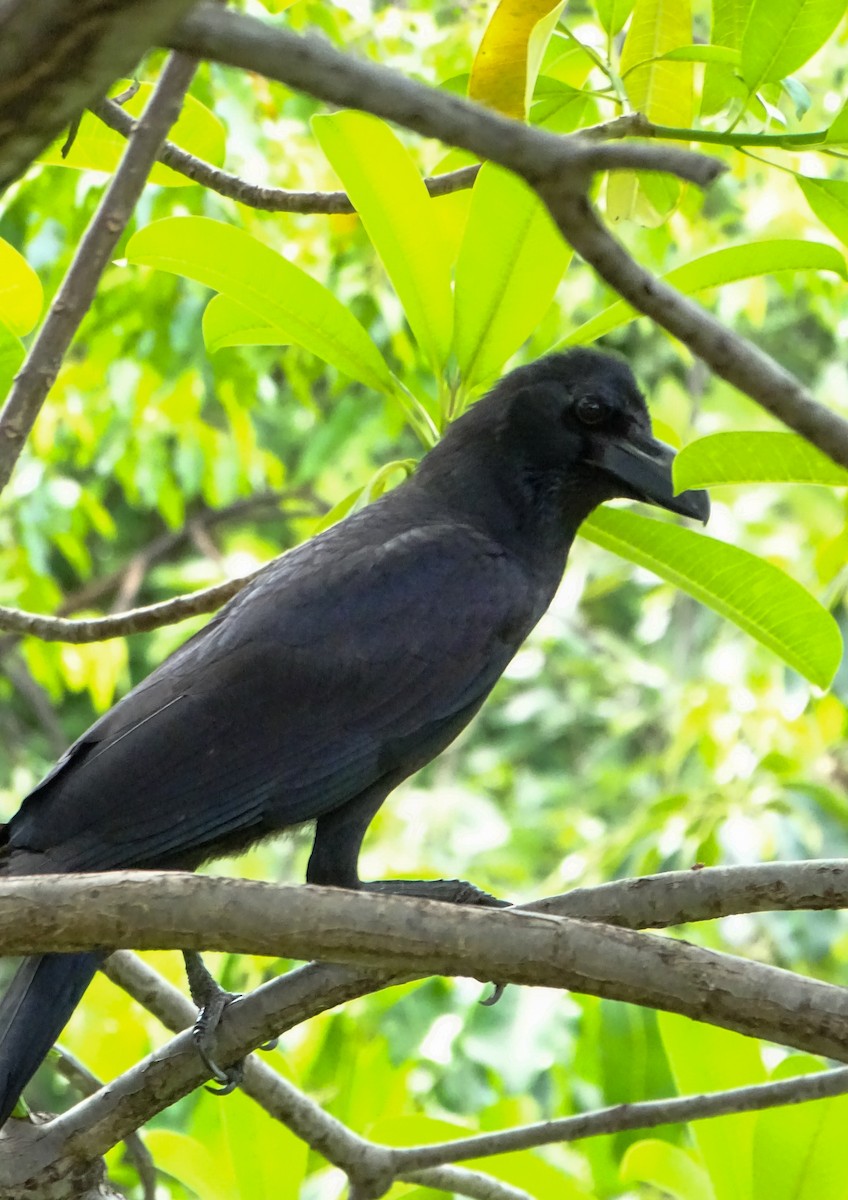 Large-billed Crow - ML646498748