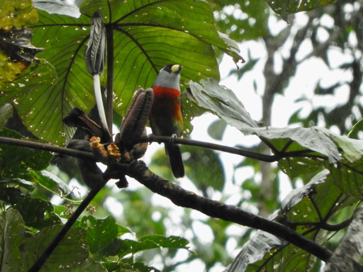 Toucan Barbet - ML646498749