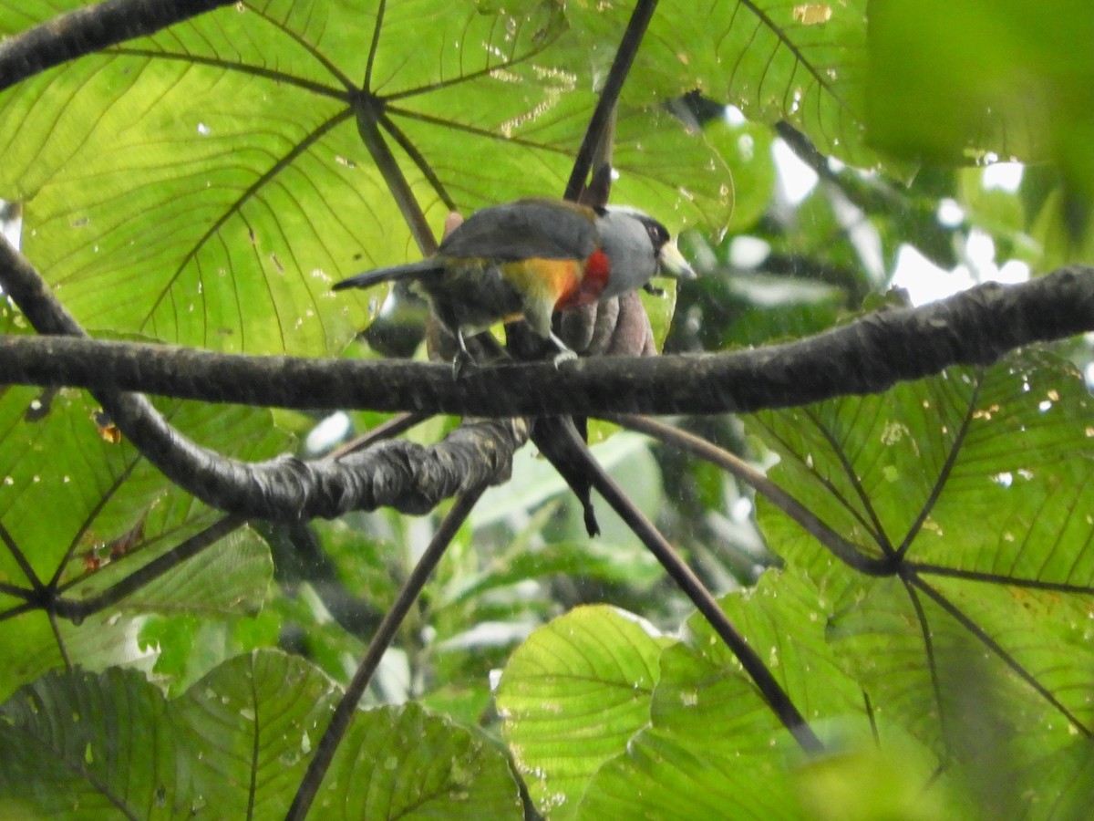 Toucan Barbet - ML646498750