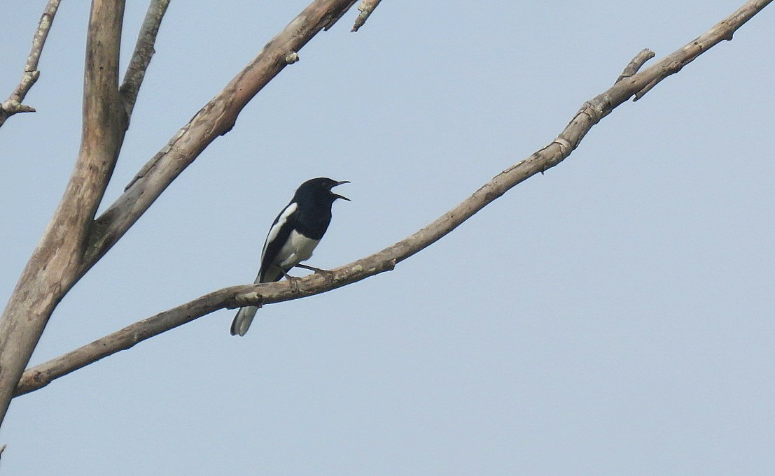 Oriental Magpie-Robin - ML646498752