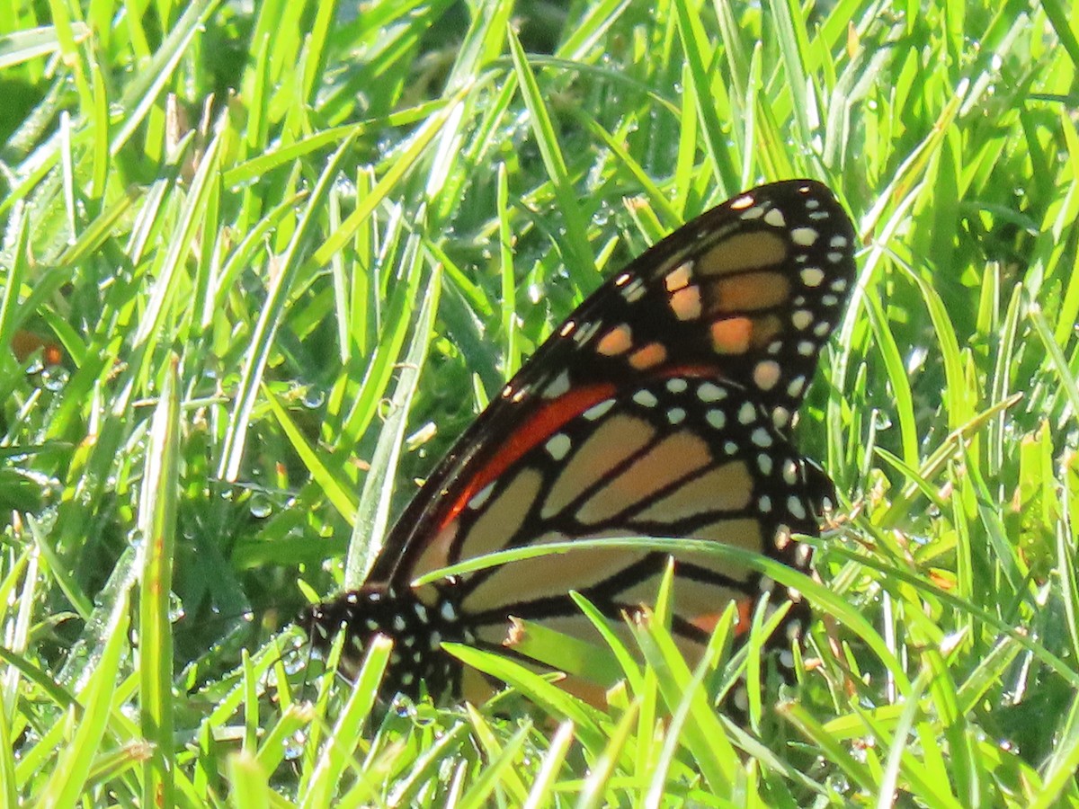 Monarch - ML646498753