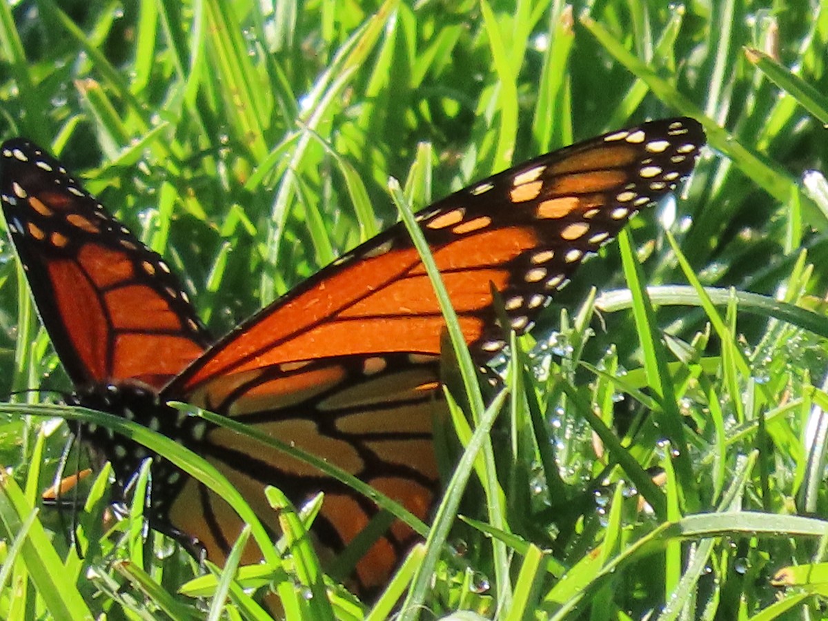 Monarch - ML646498754