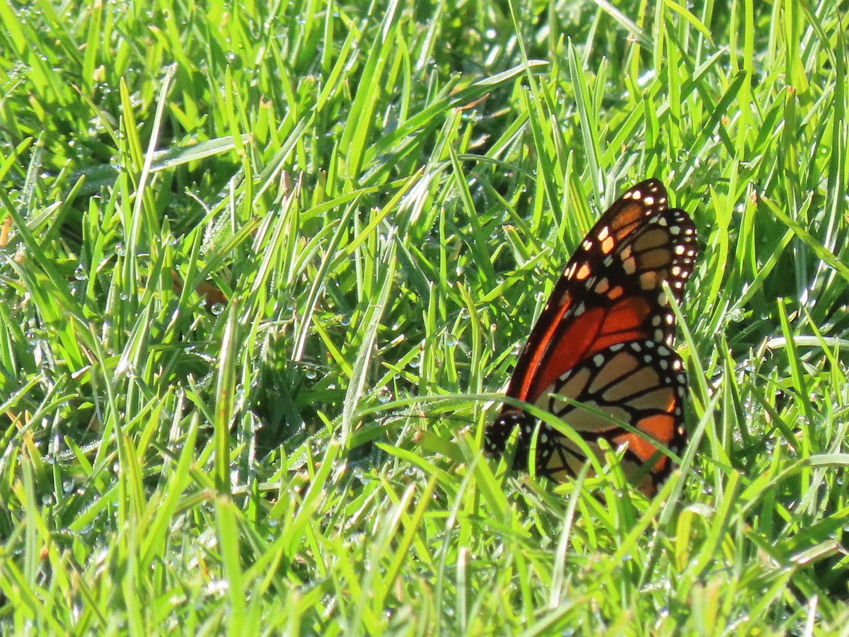 Monarch - ML646498755