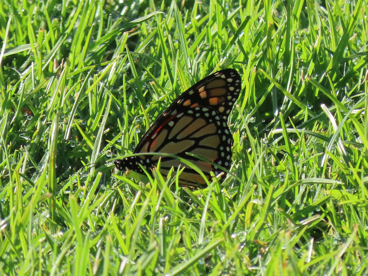 Monarch - ML646498756