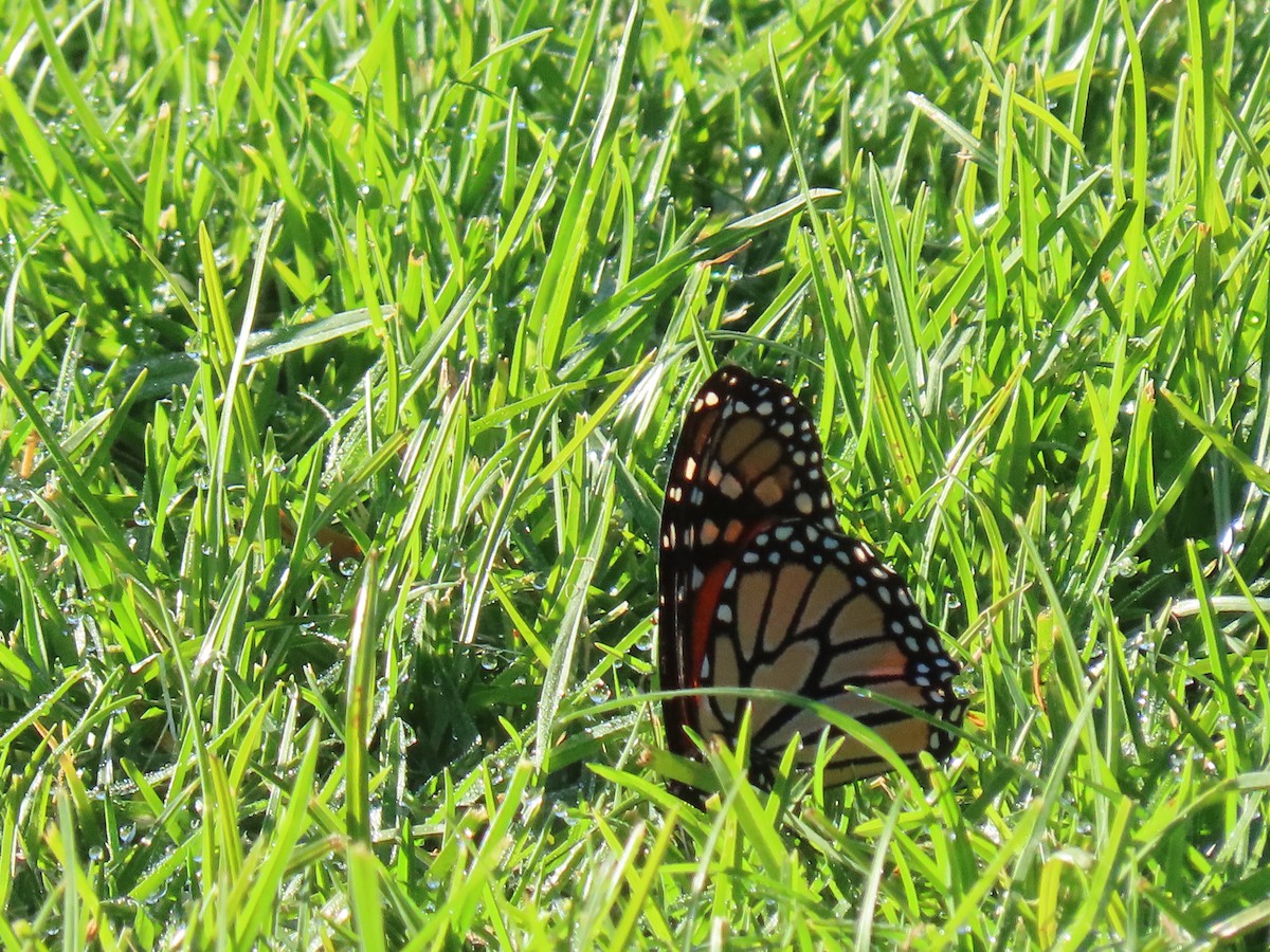 Monarch - ML646498757