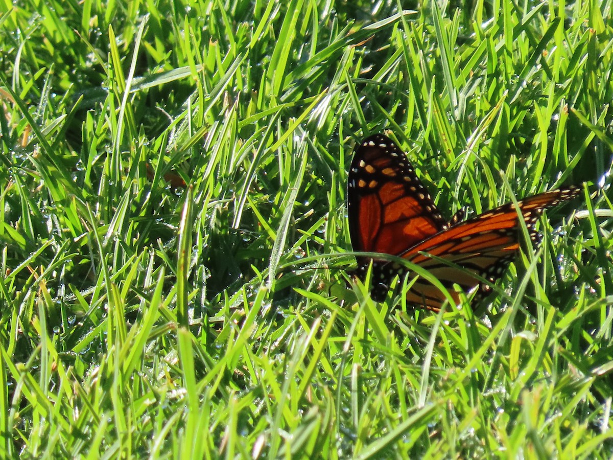 Monarch - ML646498758