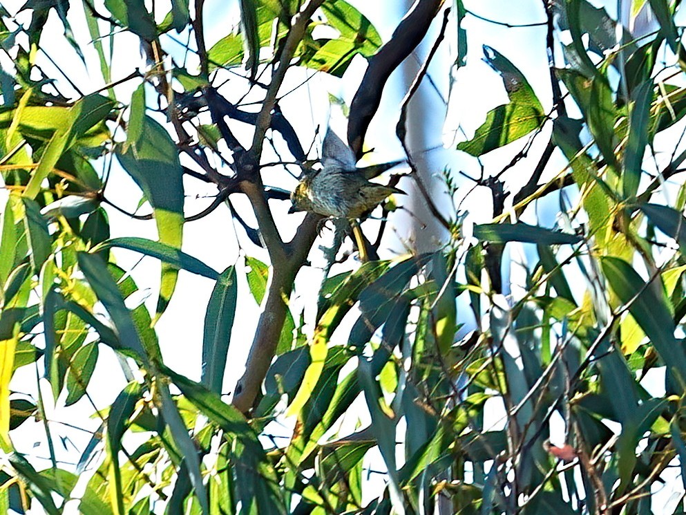 Діамантниця тасманійська - ML646498759