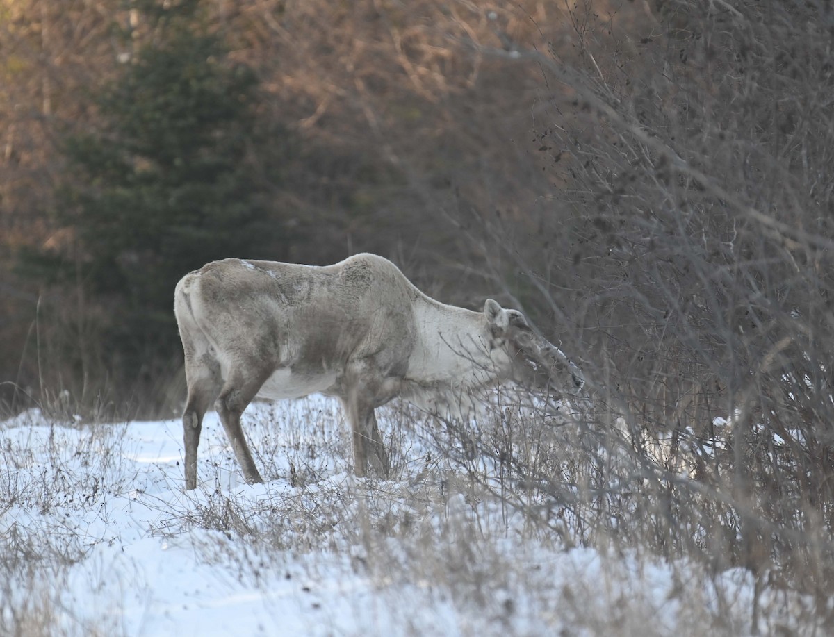 Woodland Caribou - ML646498761