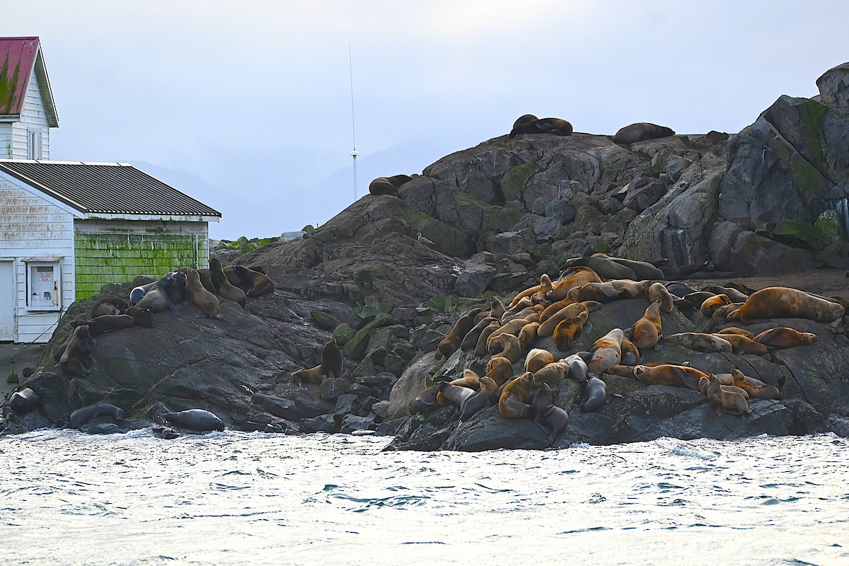 Western x Glaucous-winged Gull (hybrid) - ML646498762