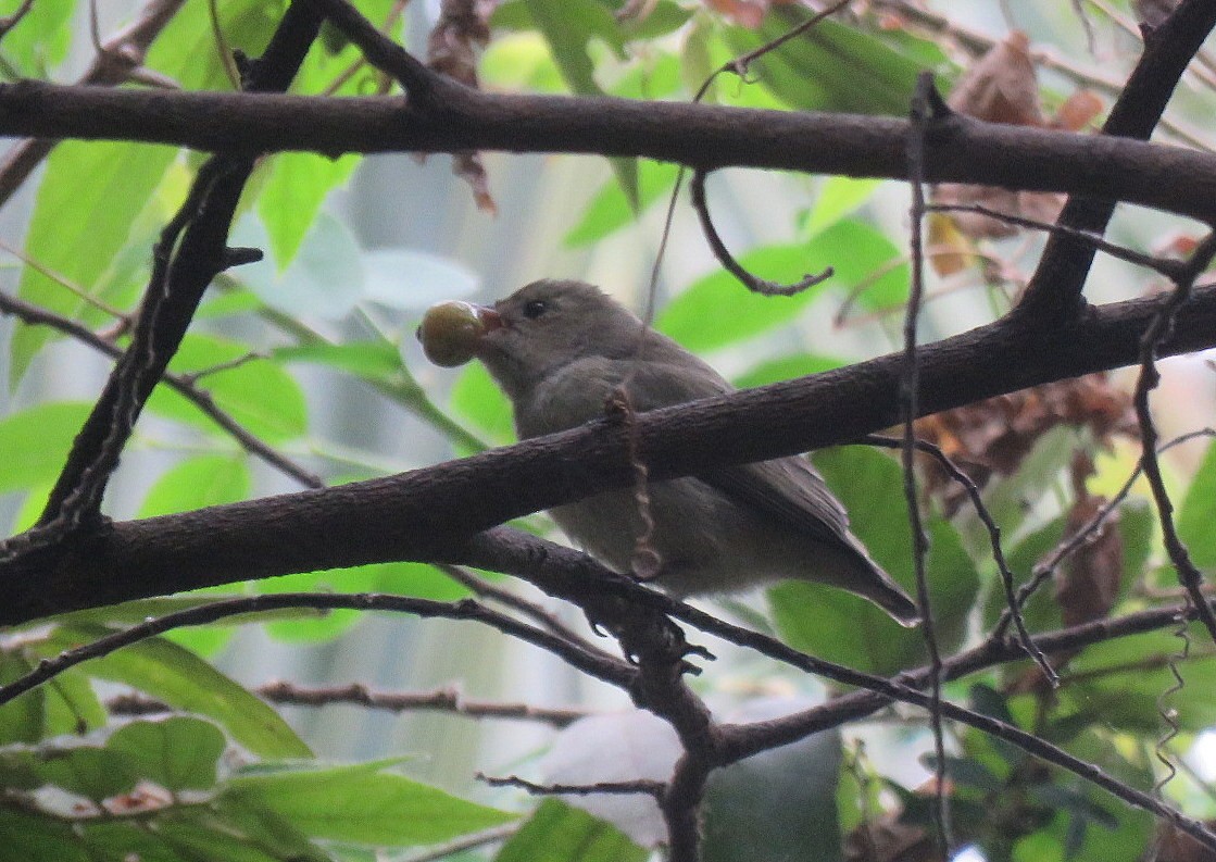 Pale-billed Flowerpecker - ML646498769