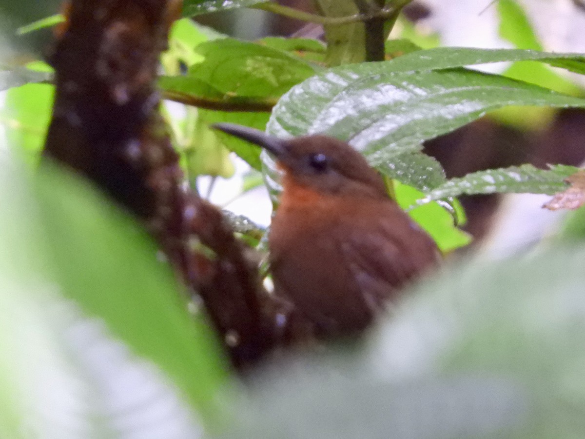 South American Leaftosser (Andean) - ML646498770
