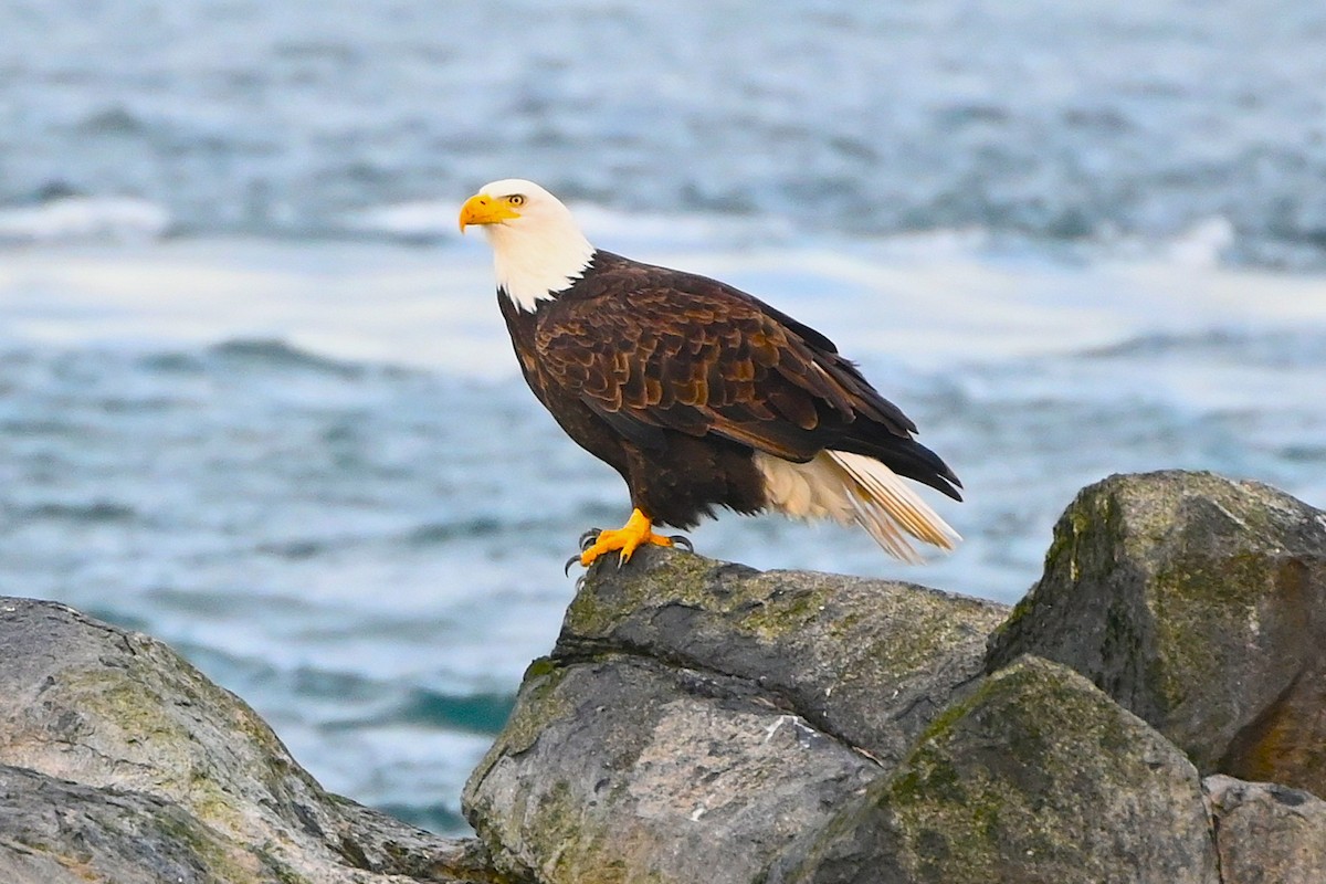 Pygargue à tête blanche - ML646498771