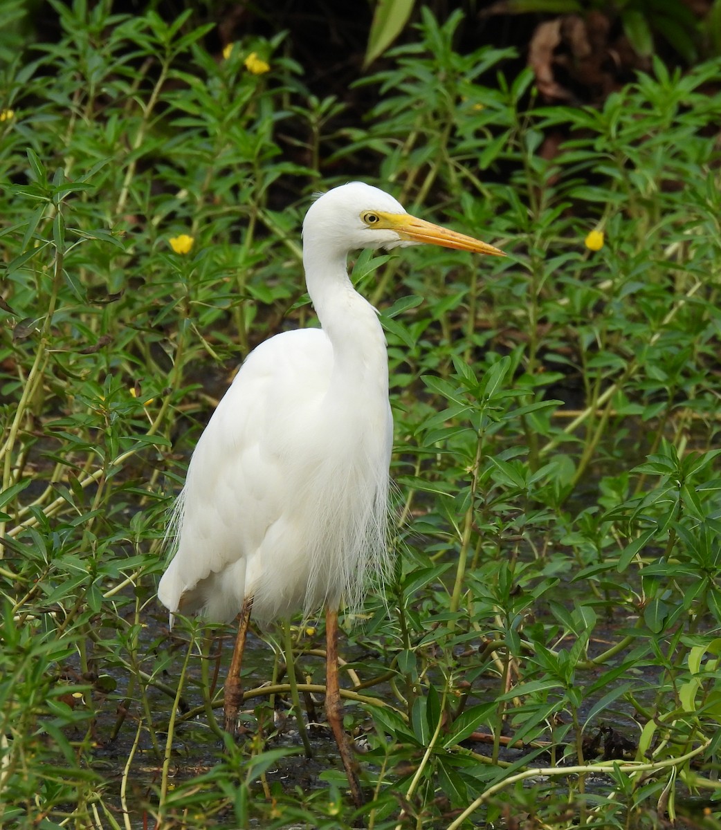 Plumed Egret - ML646498772