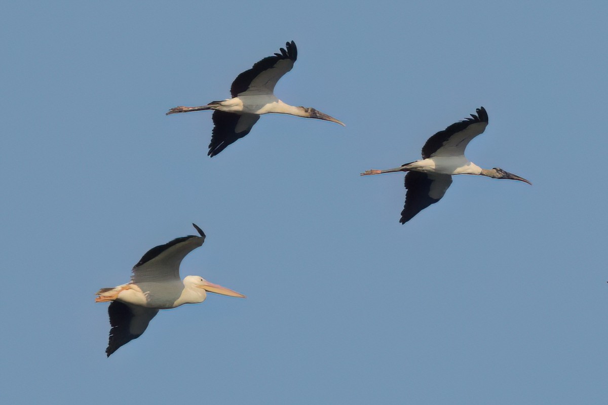Wood Stork - ML646498774
