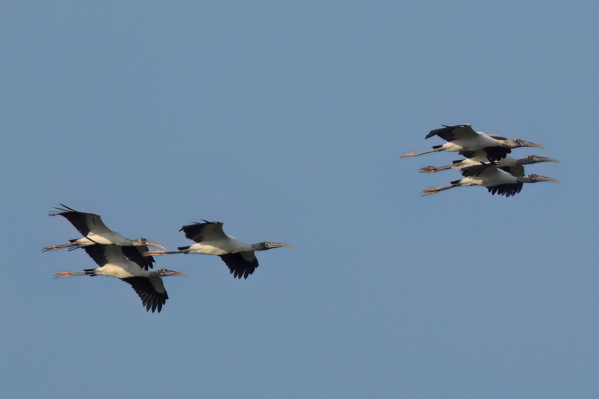 Wood Stork - ML646498775