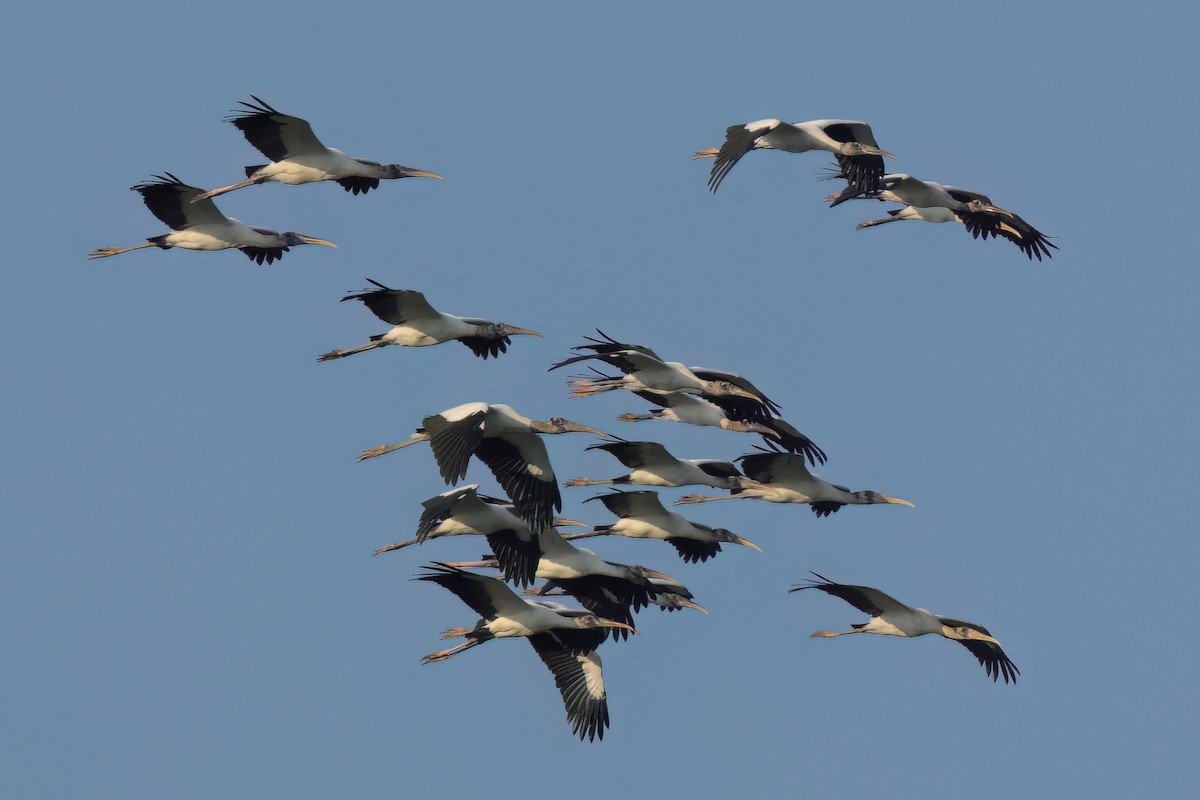 Wood Stork - ML646498776