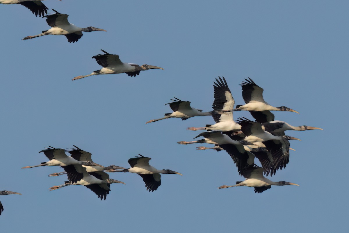 Wood Stork - ML646498777
