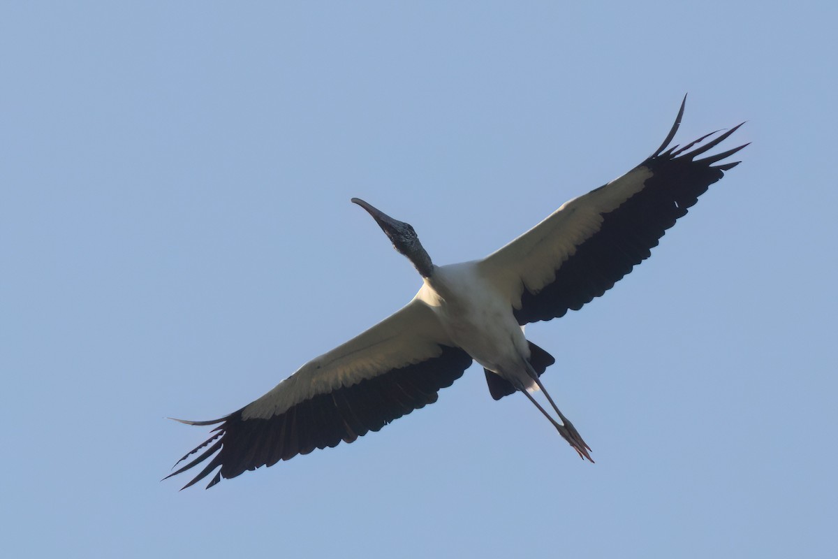 Wood Stork - ML646498778