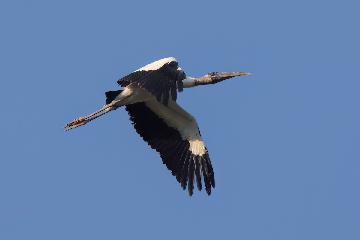 Wood Stork - ML646498779