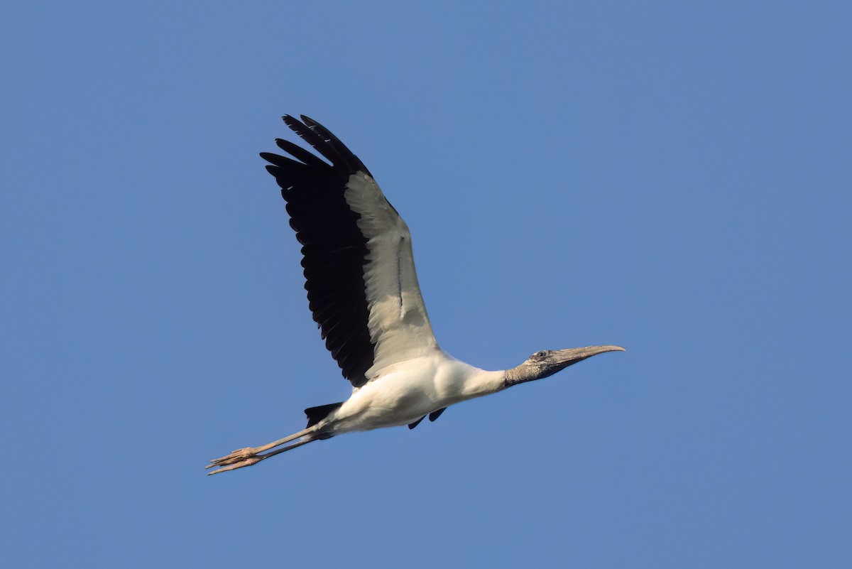 Wood Stork - ML646498780