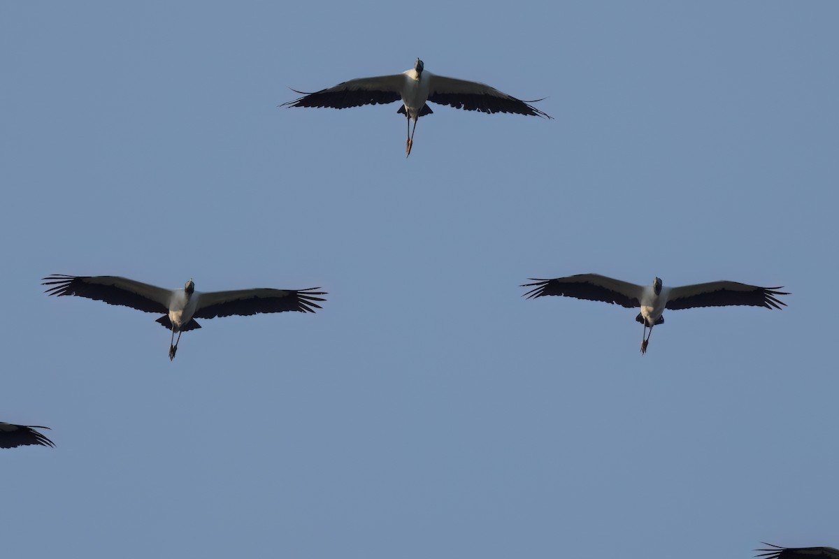 Wood Stork - ML646498781