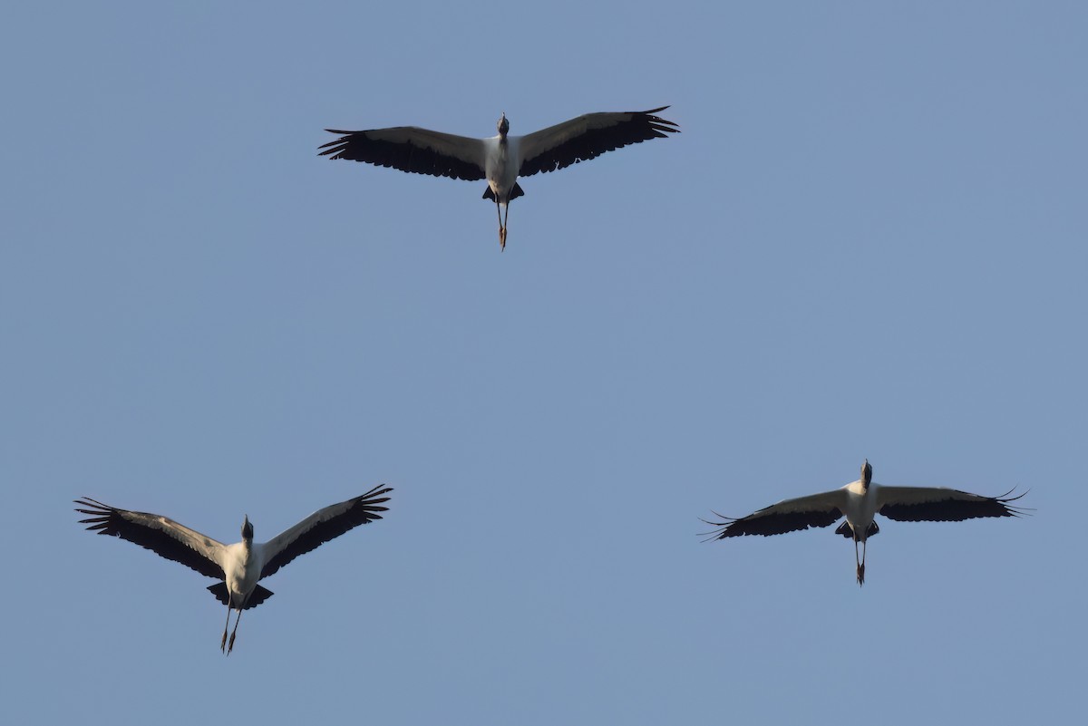 Wood Stork - ML646498782