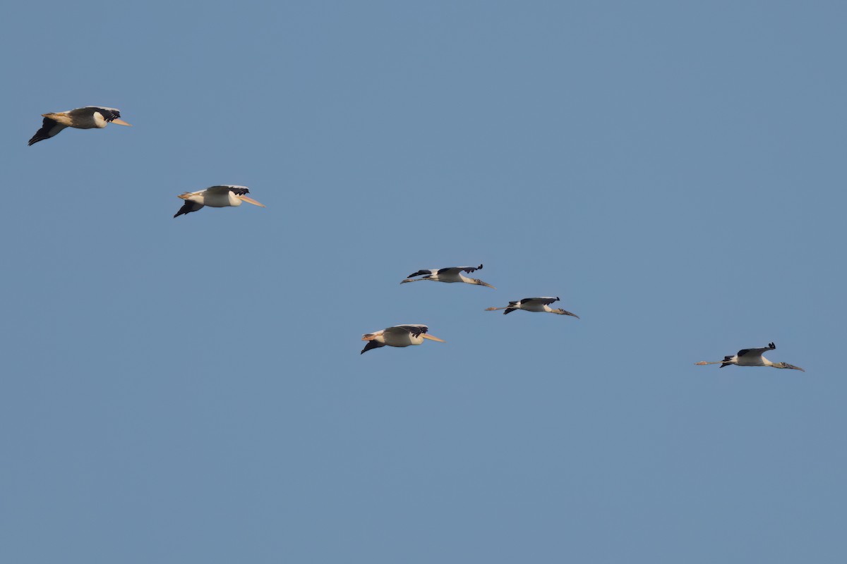 Wood Stork - ML646498783