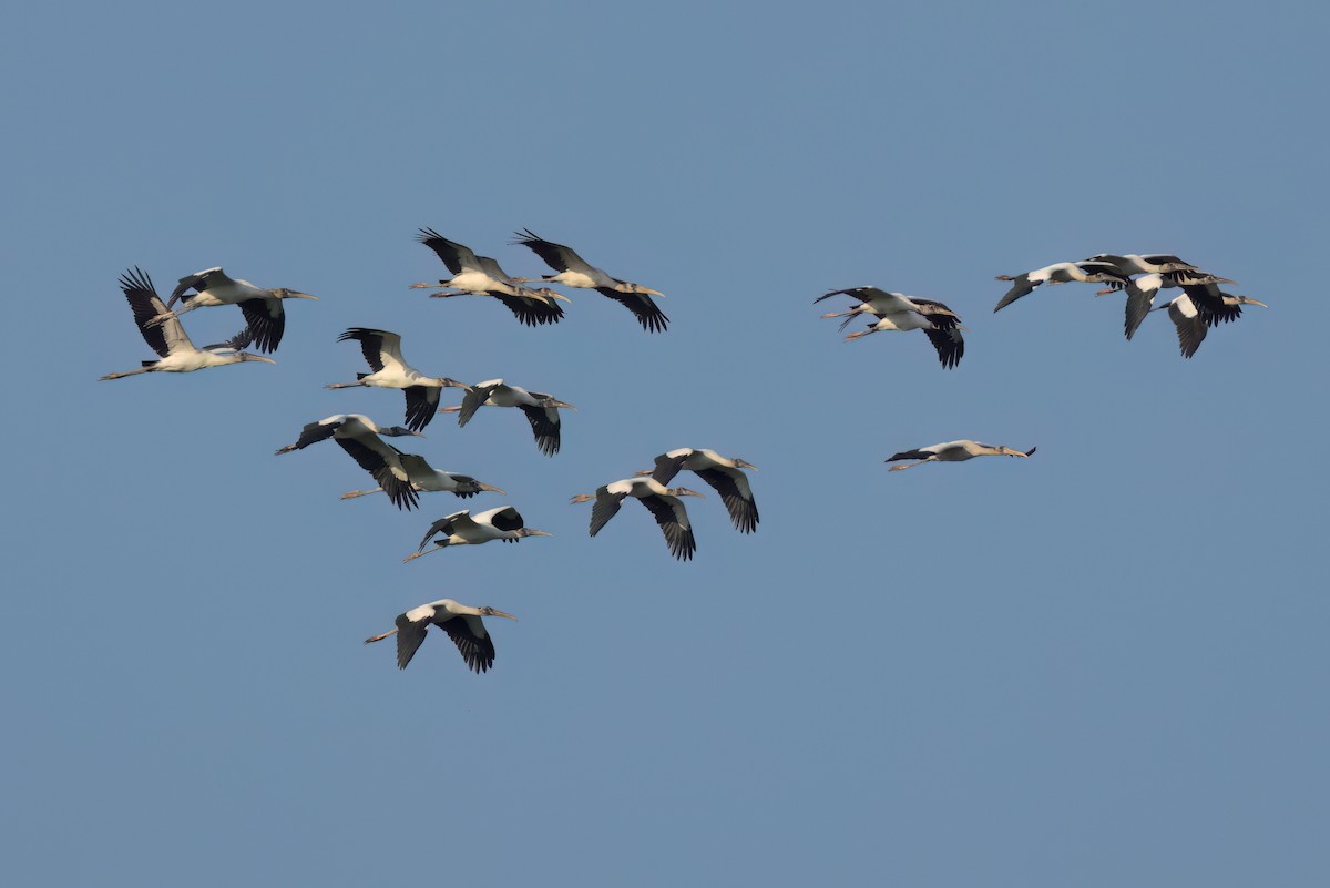 Wood Stork - ML646498784