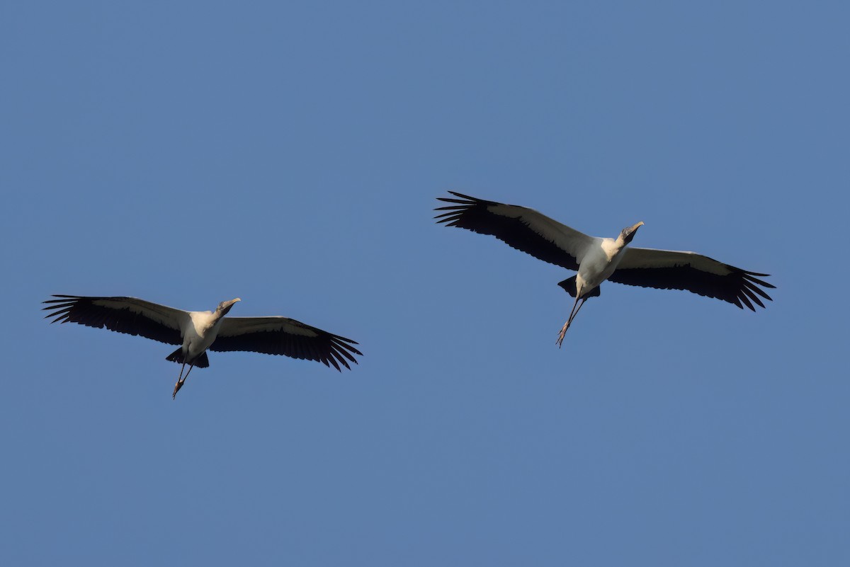 Wood Stork - ML646498785
