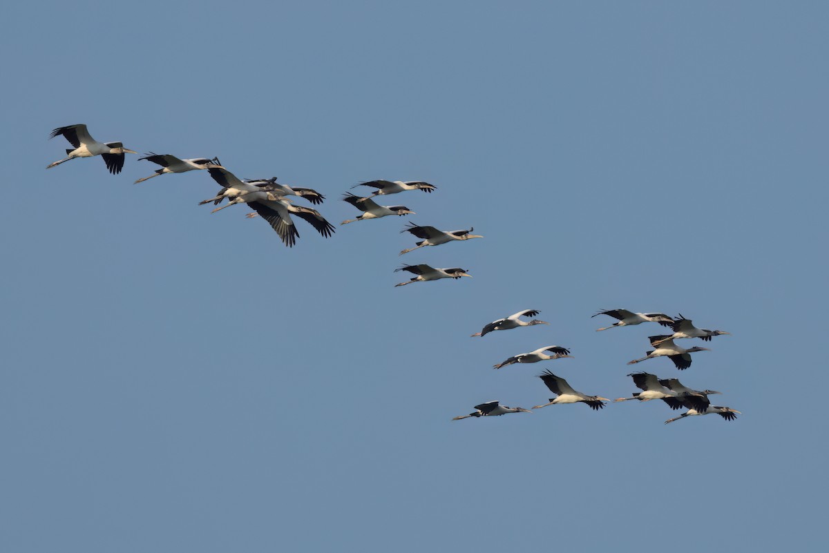 Wood Stork - ML646498786