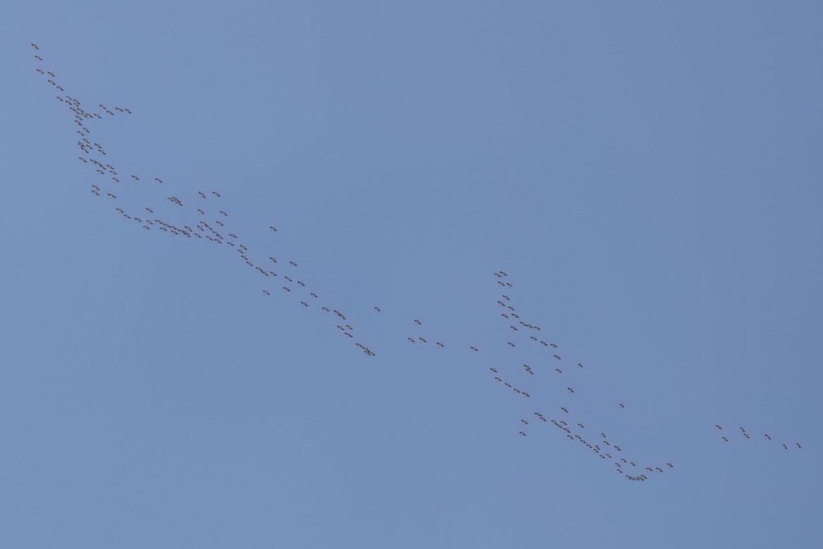 Wood Stork - ML646498787